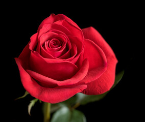 Beautiful red rose on a black background close-up.