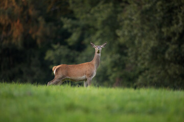 Red deer in wild nature. Deer during the rutting time. Autumn on the mountains in the animal kingdom. Wild nature in Europe