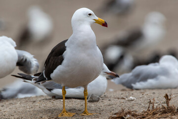 Gaviota