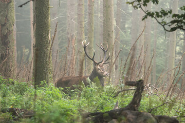 Red deer in wild nature. Deer during the rutting time. Autumn on the mountains in the animal...