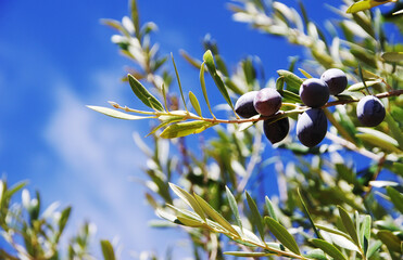 ripe olives fruit in on hanging branch