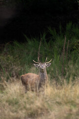 Red deer in wild nature. Deer during the rutting time. Autumn on the mountains in the animal kingdom. Wild nature in Europe