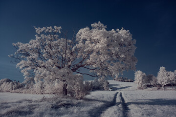 infrared photography - ir photo of landscape with tree under sky with clouds - the art of our world...