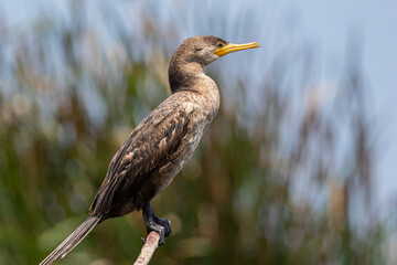 Cormorán