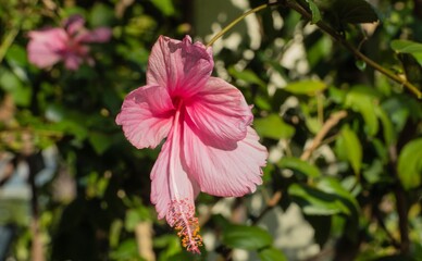 Rosa Roseneibischblüte