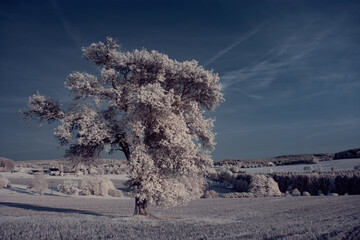 infrared photography - ir photo of landscape with tree under sky with clouds - the art of our world...