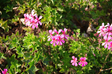 High angle close-up view with selected focus of beautiful delicate pink blossoms of a garden shrub