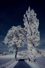 infrared photography - ir photo of landscape with tree under sky with clouds - the art of our world...