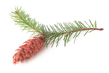 Douglas fir branch with pinecone