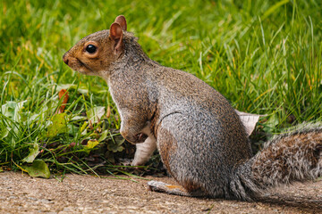 Squirrel eating hazelnut fruit in garden