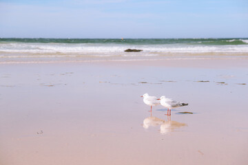 Bird on the beach, Forster, Australia

