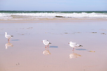 Bird on the beach, Forster, Australia
