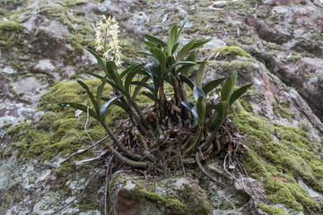 Australian Rock Orchid growing on a moss covered sandstone rock in the rainforest