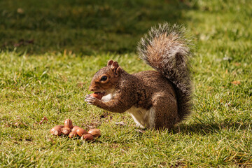 Squirrel eating hazelnut fruit in garden