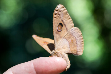 Moth resting on a persons finger