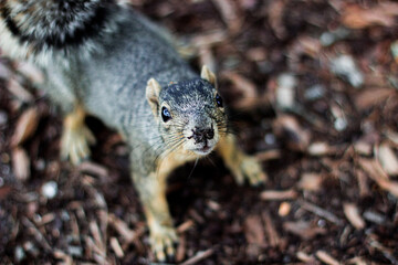 squirrel in the forest