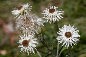 White Paper Daisies dispersing seeds in the wind