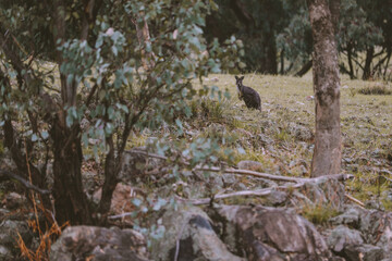 Wild Kangaroo, Australia