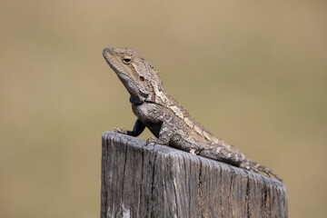 Jacky dragon or jacky lizard (Amphibolurus muricatus) is sitting on a log. Australia.