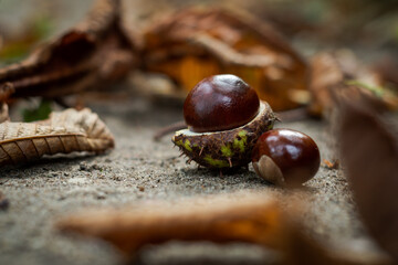 Chestnuts and leaves laying on the ground in the park