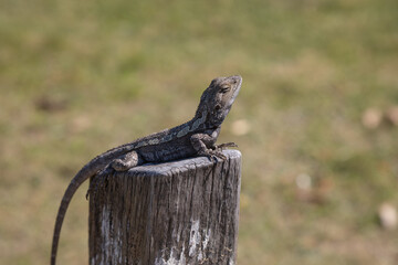 Jacky dragon or jacky lizard (Amphibolurus muricatus) is sitting on a log. Australia.