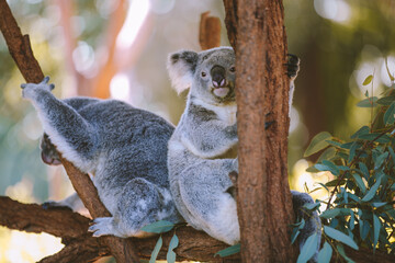 Koala, Australia Zoo, Queensland