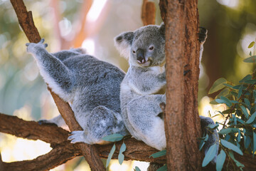 Koala at Australia Zoo,  Queensland on the Sunshine Coast.  The koala or, inaccurately, koala bear (Phascolarctos cinereus), is an arboreal herbivorous marsupial native to Australia.