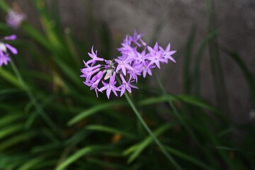 Tulbaghia violacea (Society garlic) flowers / Liliaceae perennial bulbous plant