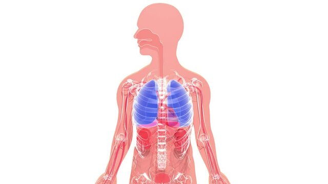 3D animation of human anatomy in relief highlighting the lungs and heart. Internal organs on a cut out silhouette. The pulomonar movement of inspiration and expiration of the air and the heartbeat are