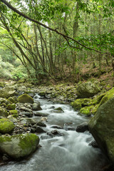 森の中を流れる清流