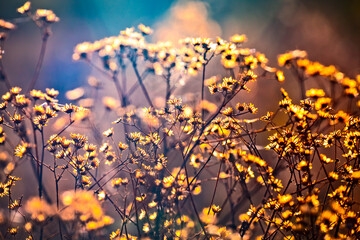 Nature blurred multicolored floral abstract background for desight and decoration. Minimalism. Selective focus. Sunlight.