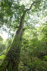 森の中のツクバネガシの巨木