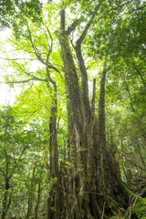 森の中のカツラの巨木