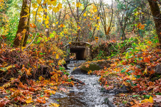 Autumn image of a creek flowing underneath a road