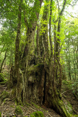 森の中のカツラの巨木