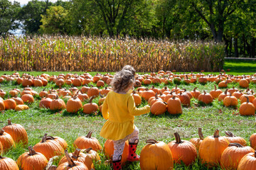 Toddler girl walking through a pumpkin patch