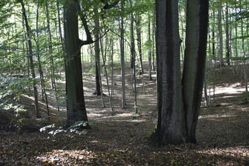 Obraz premium trees in the forest