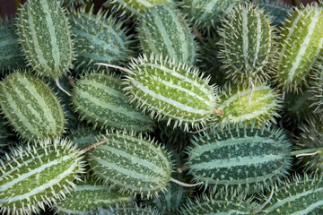 Green seeds of the plant Cucumis africanus Lindl. Seeds of an exotic plant in a basket.