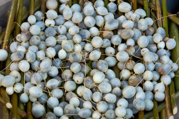 Smooth-skinned seeds of the plant Zehneria indica Keraudren winter melon. Seeds of an exotic plant in a basket.