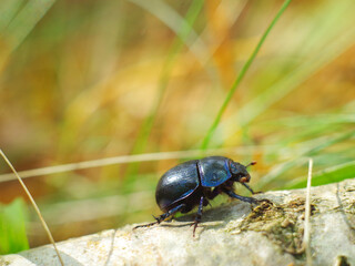 A black beetle