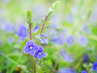 small pretty blue flowers