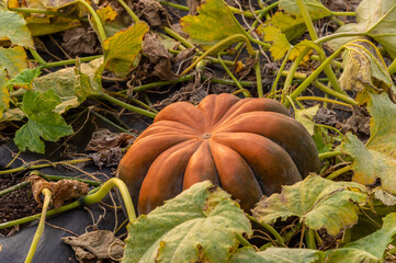 Obraz premium Big orange pumpkin