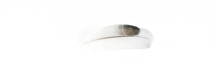 Fototapeta na wymiar feather on white