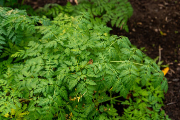Poison hemlock leaves