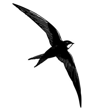 Martinet noir.
