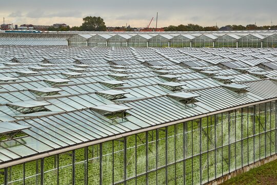 Large area of glass greenhouses in the Netherlands