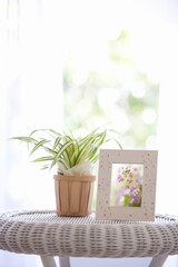 花の写真と観葉植物