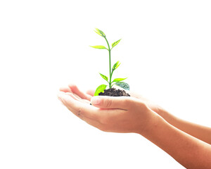World environment day concept: Human hand holding small tree isolated on white background