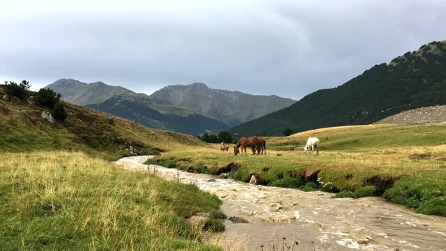 Horses eating in the green meadow of a valley with a river in the mountains. Pla de Beret, Pirineus, Val d'Aran, Catalonia, Spain.