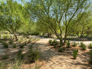 Tropical desert garden with dry plant and cactus.